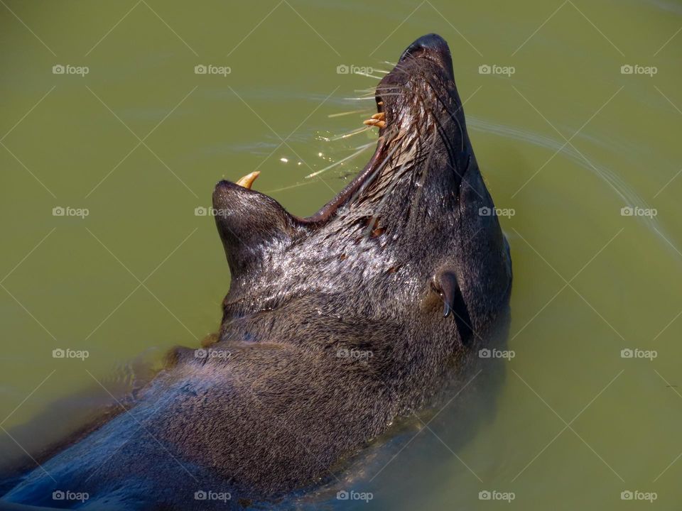 Seal yawning 🥱