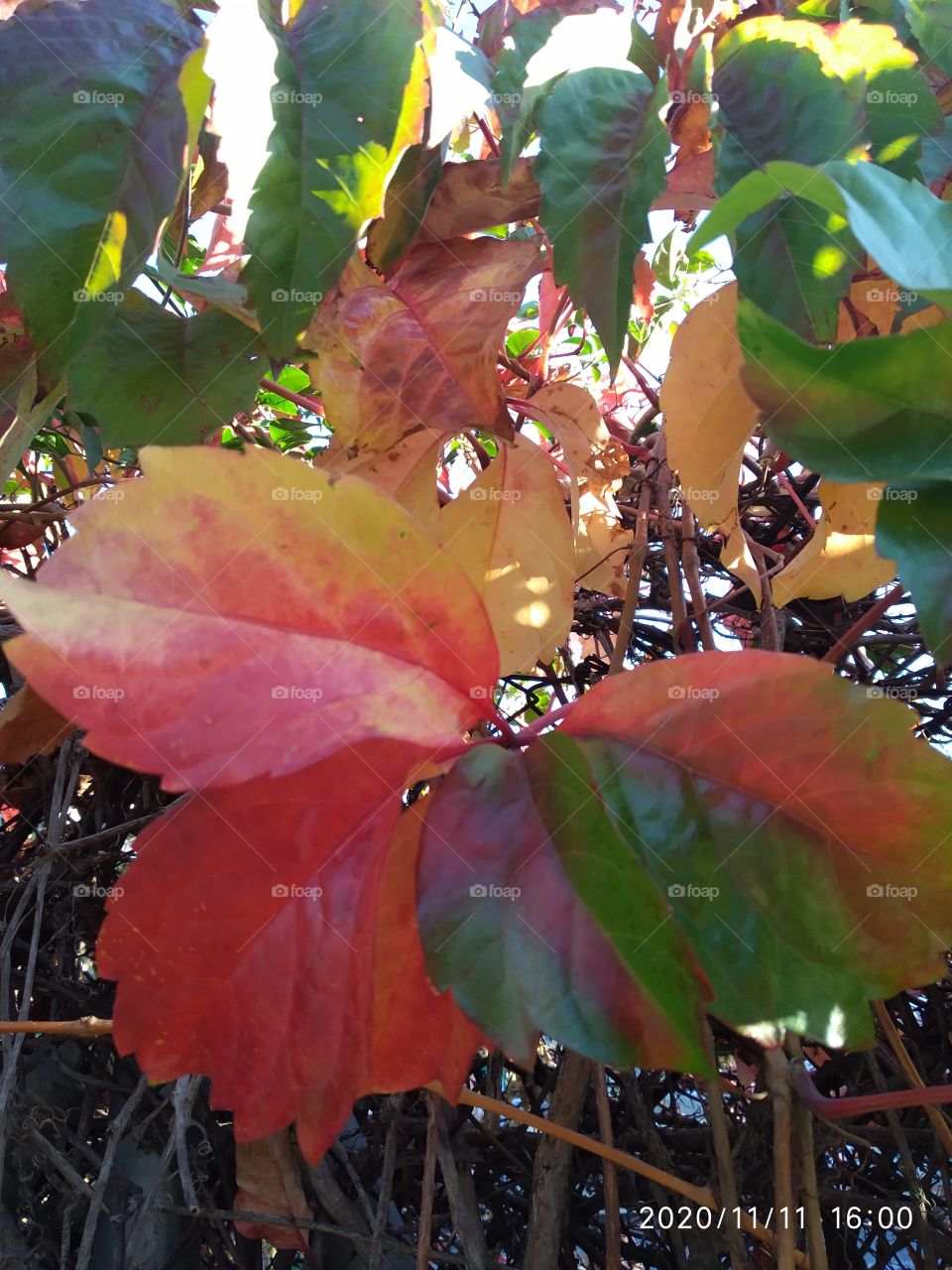 Hojas de Trinitarias