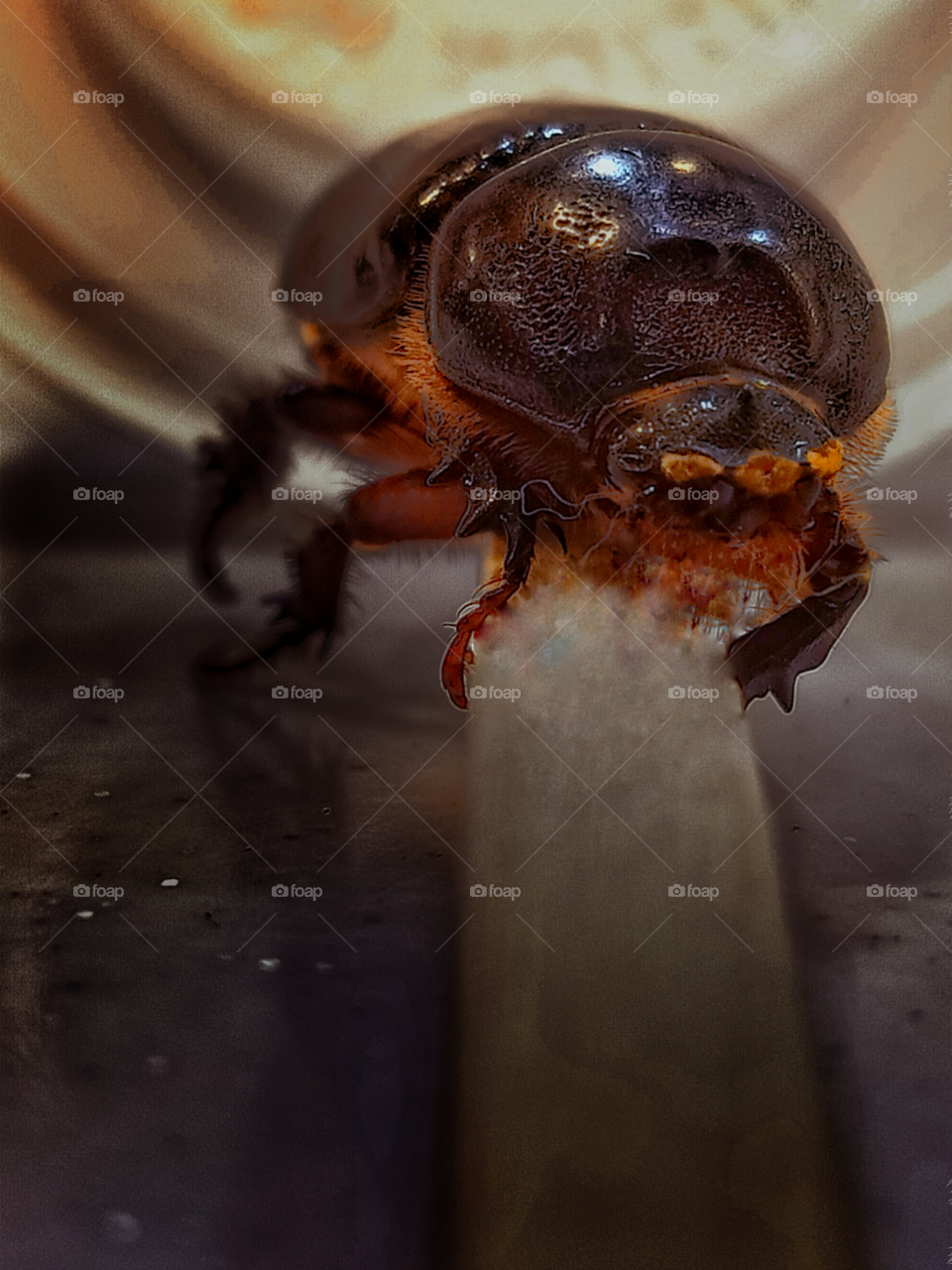 Stratugus aloeus adult female