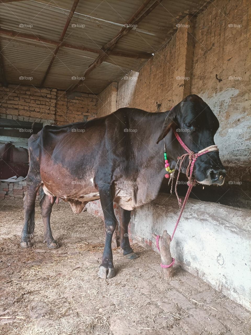 Sahiwal Cow Indian