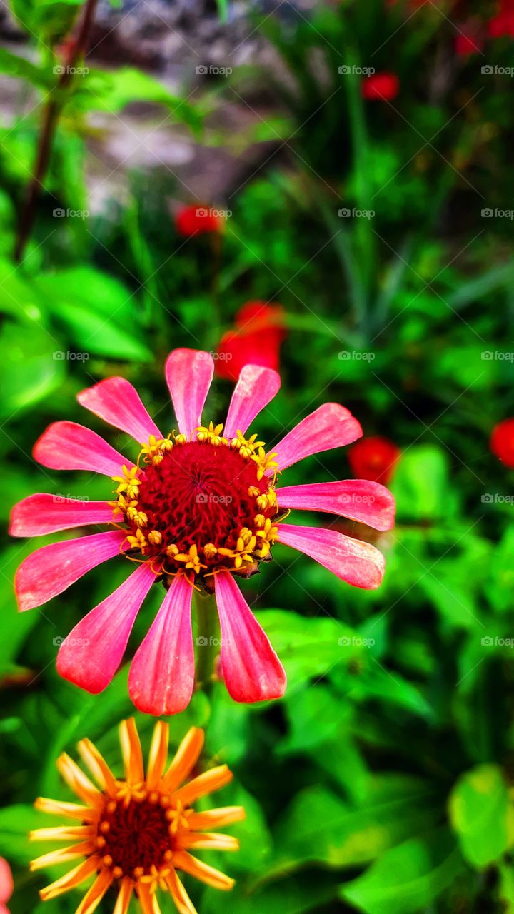 Pink and yellow flower with green leaf,pink,yellow,flower,Green,leaf,leaves,colorful,nature,plant,botany,landscape,garden,gardening,floral,season,spring,summer