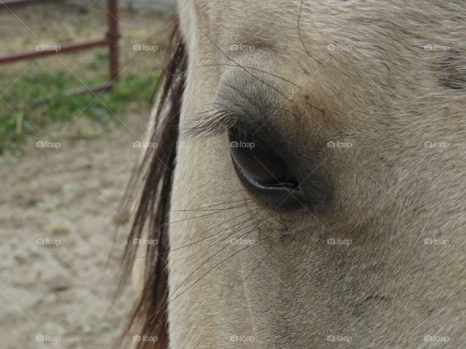 Horse eye