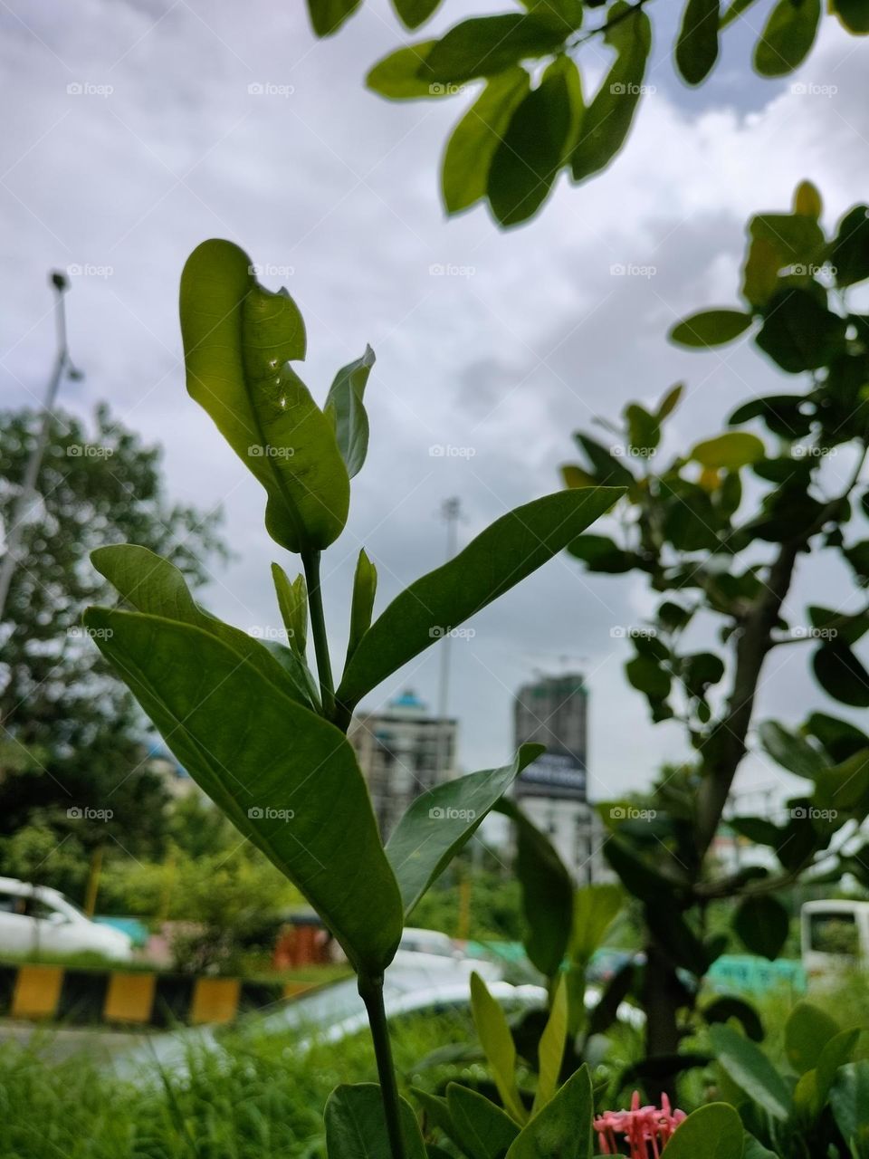 Beautiful Nature, Nature Photography, Green leaf