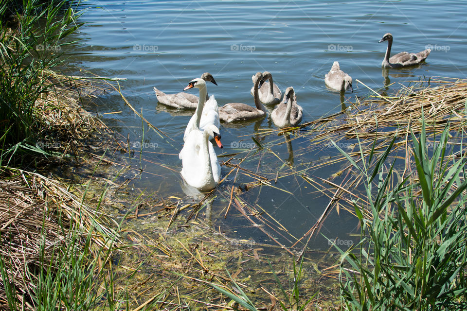 Swans and ducks on the lake