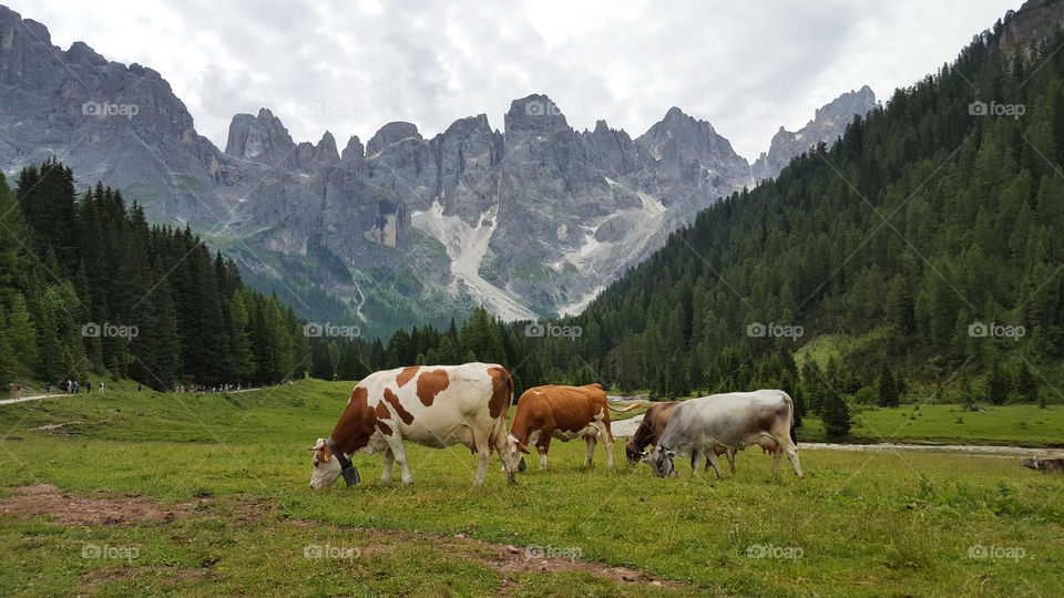 Hiking trail in the mountains, cows grazing on the meadow 