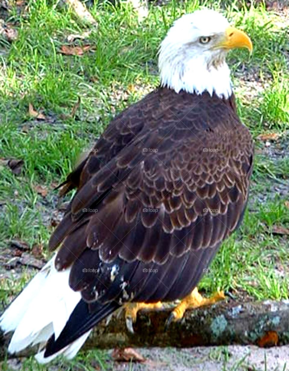 American Bald Eagle!