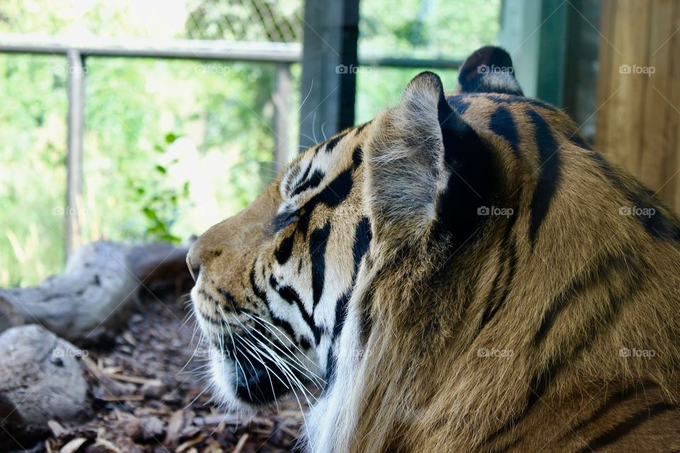 Breathtaking creatures -tiger chilling at the London zoo