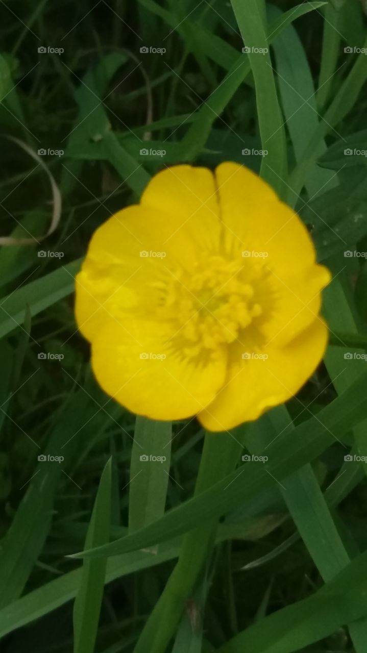 buttercup