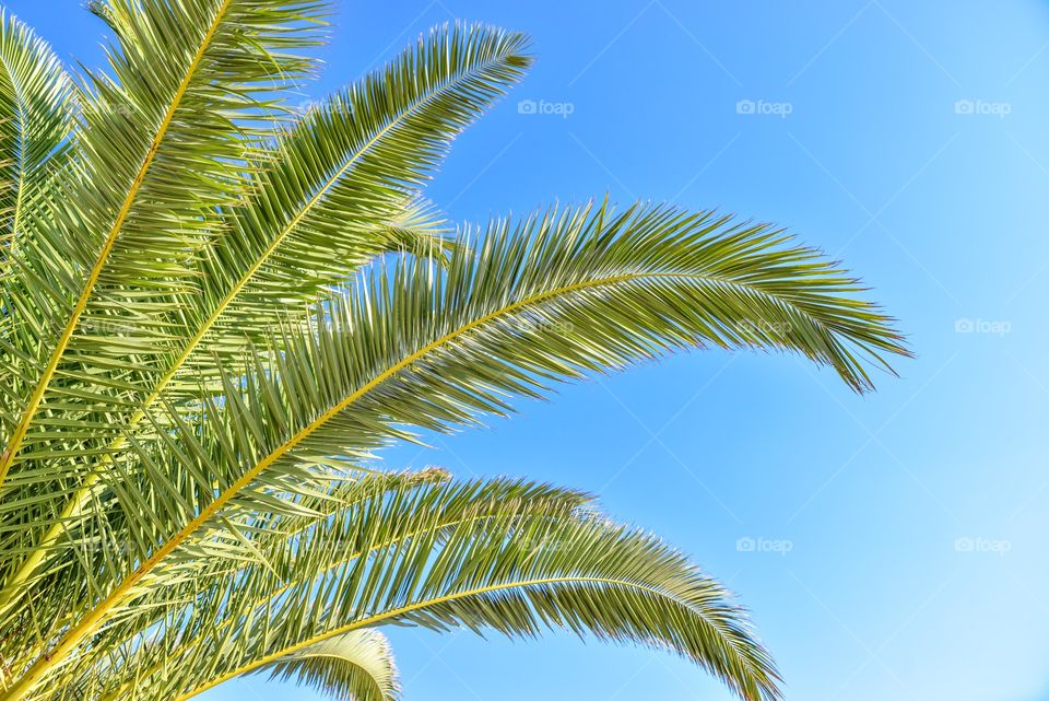 Palm tree in ibiza on a blue sky