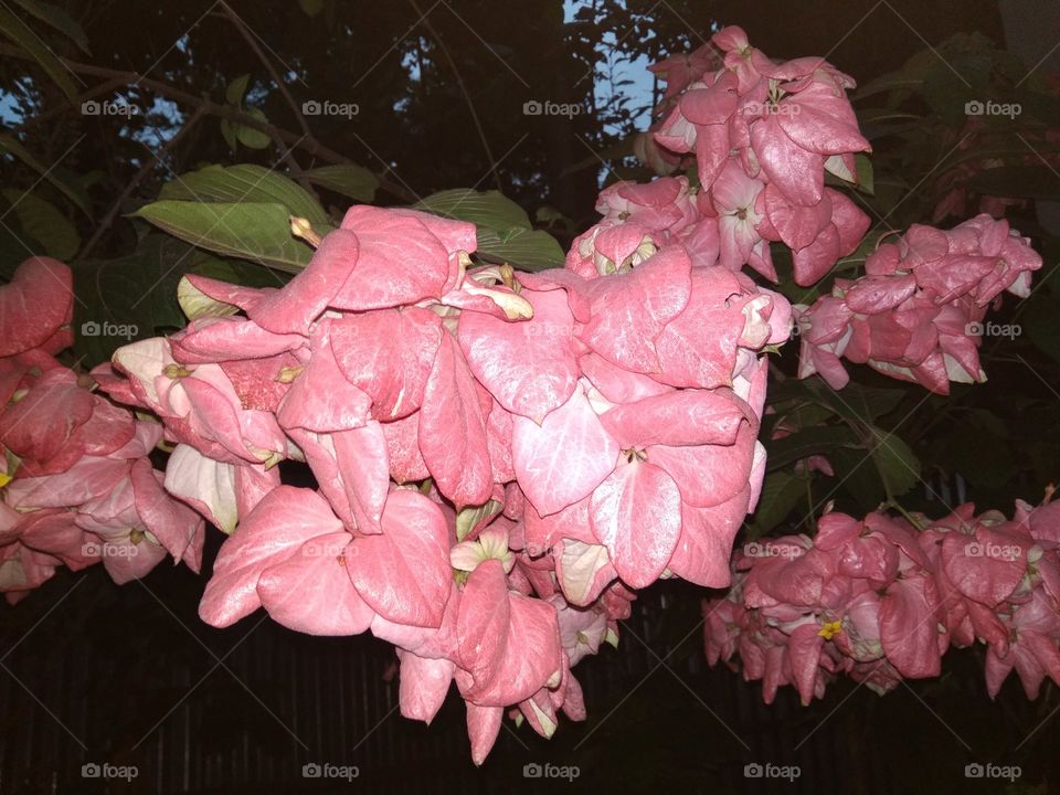pink season flower