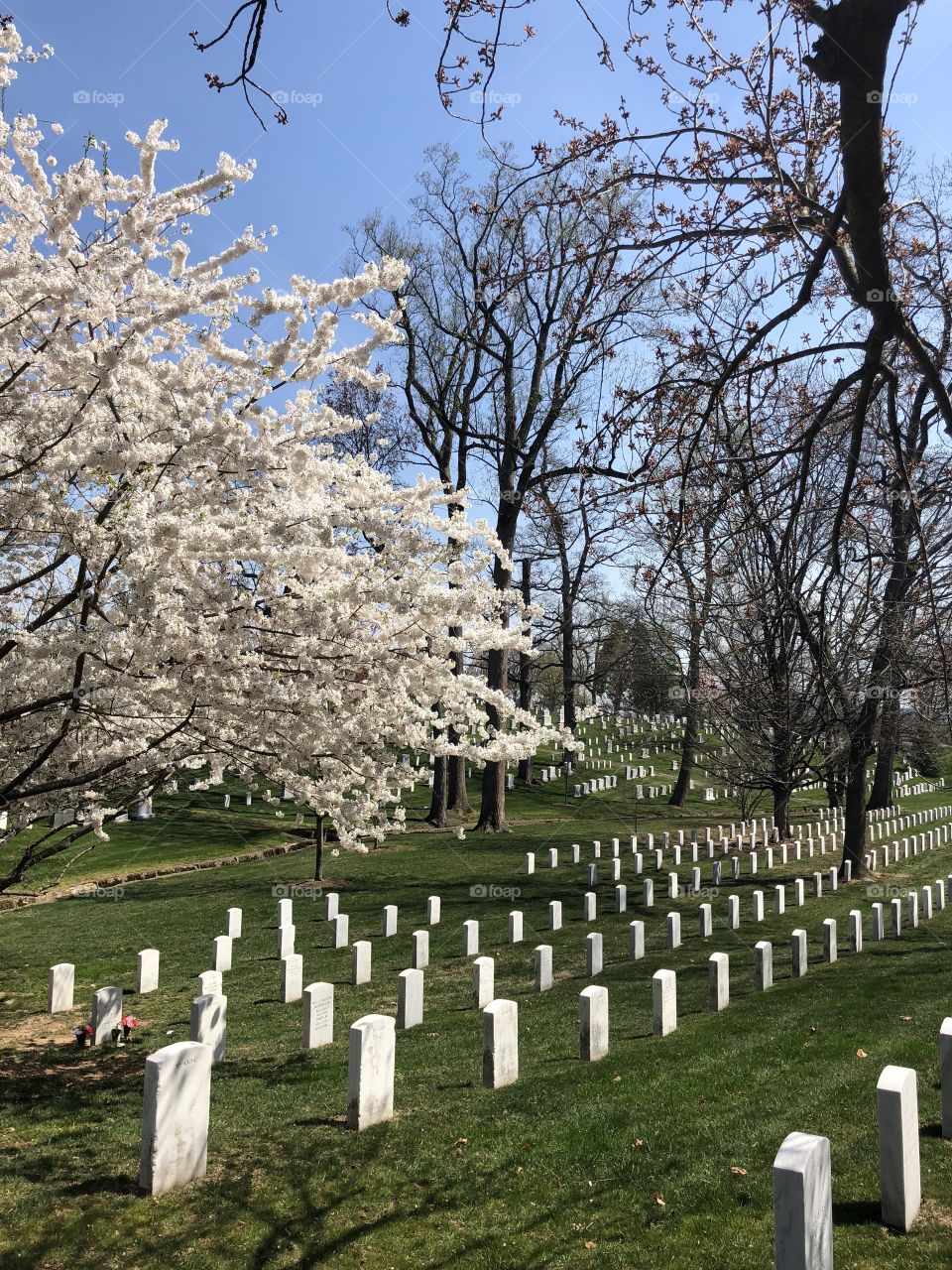Cherry Blossoms in Arlington National Cemetery!