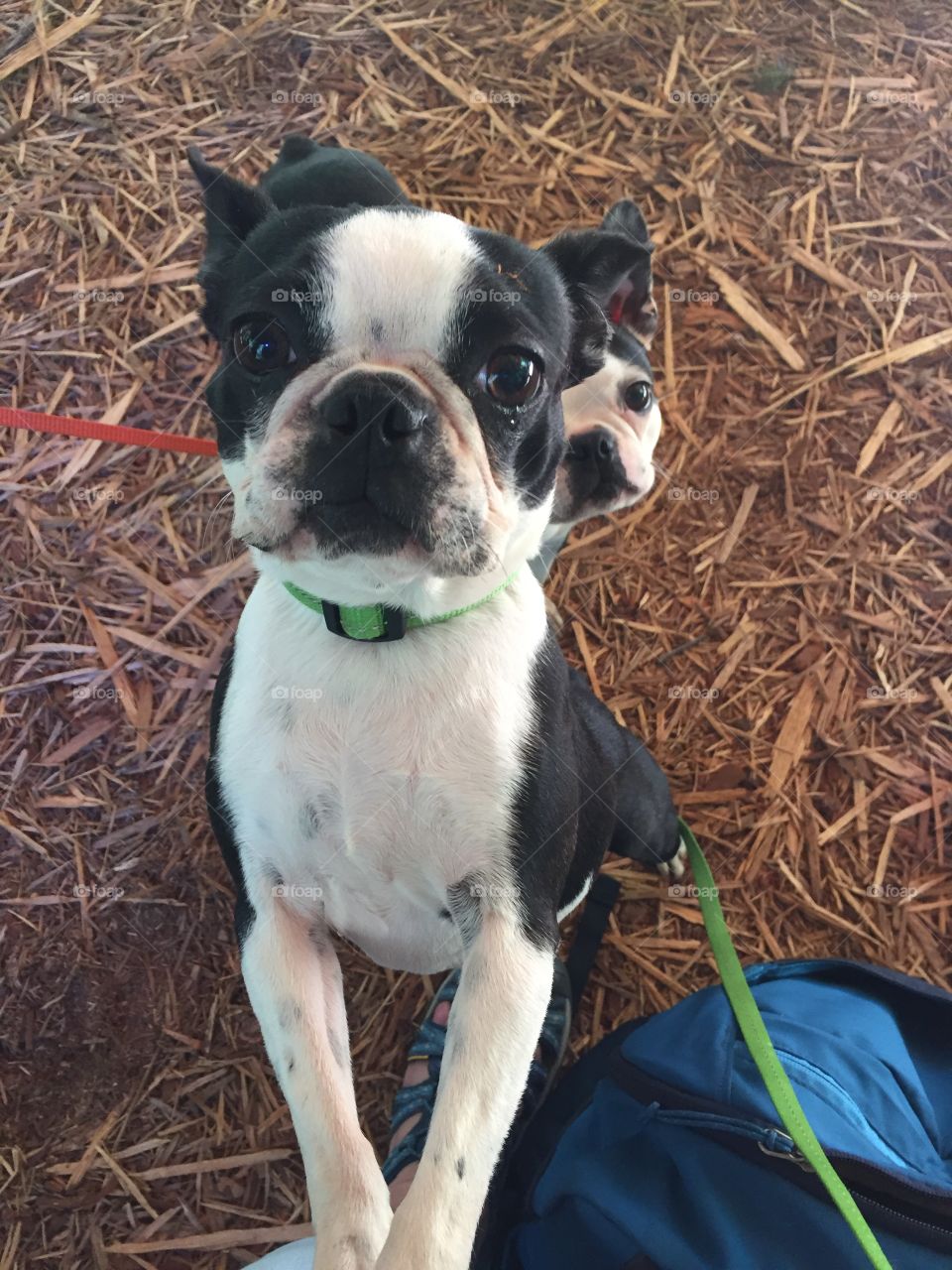 These Boston terriers are saying; We’ve had enough exercise we now need a lap to cuddle!