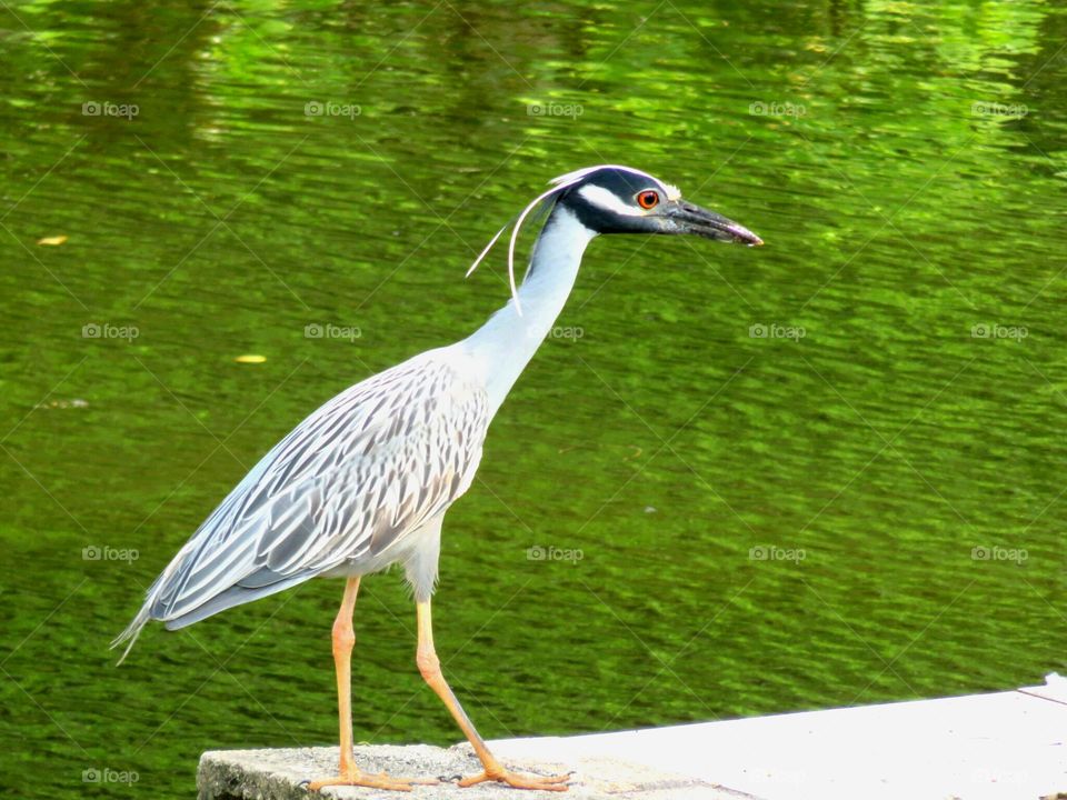 Great Blue Heron . It's a Heron that hangs out in my backyard.