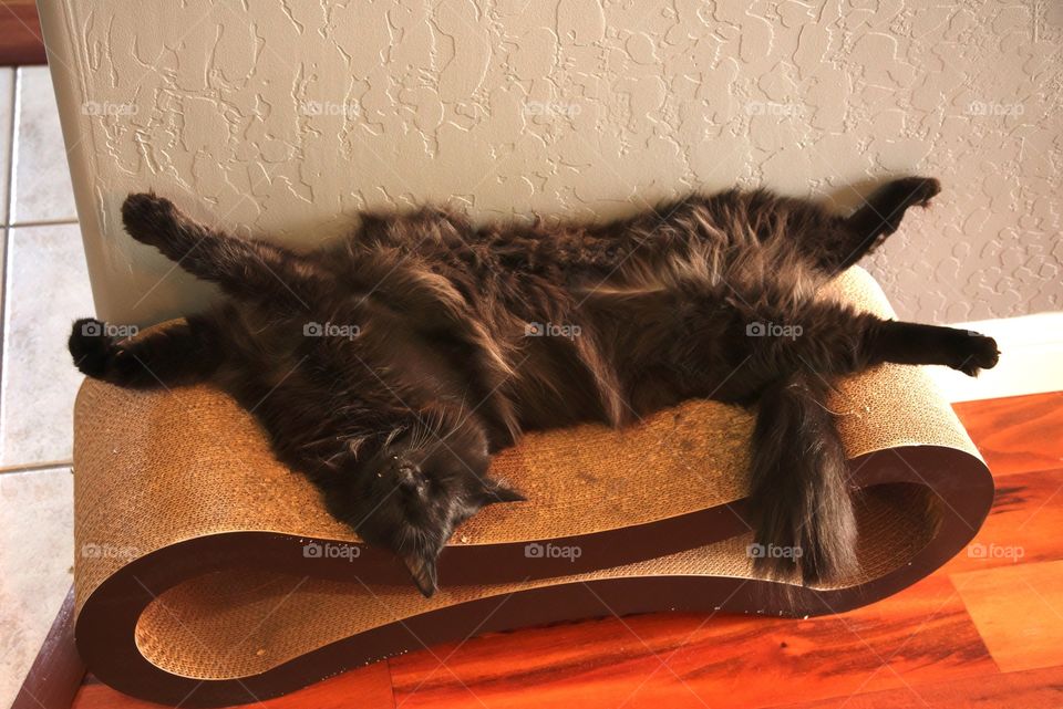 My cat lounging on his cat scratcher.