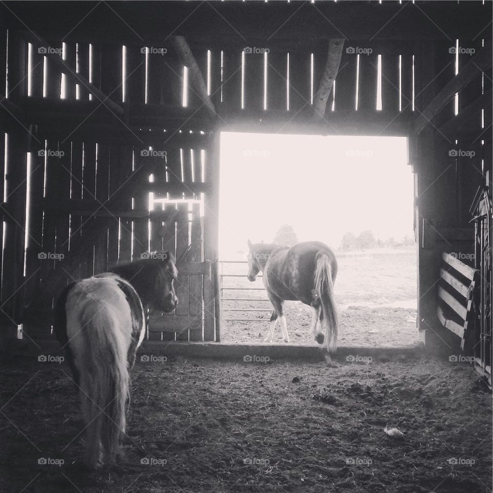 Home in a Tabasco barn