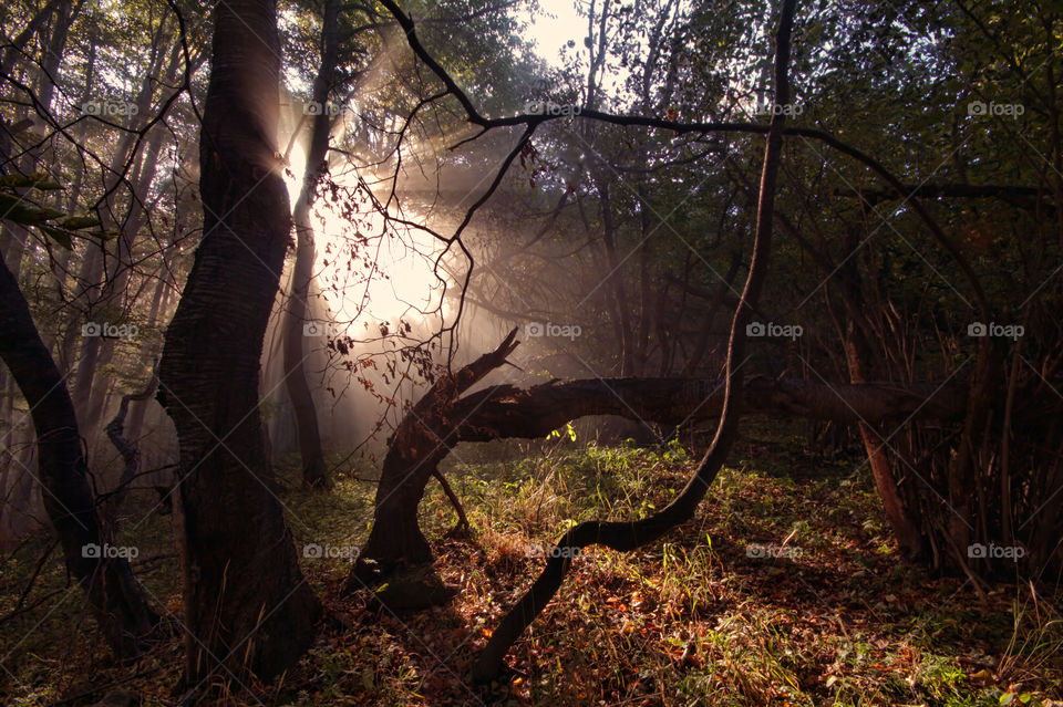 Morning light in the forest