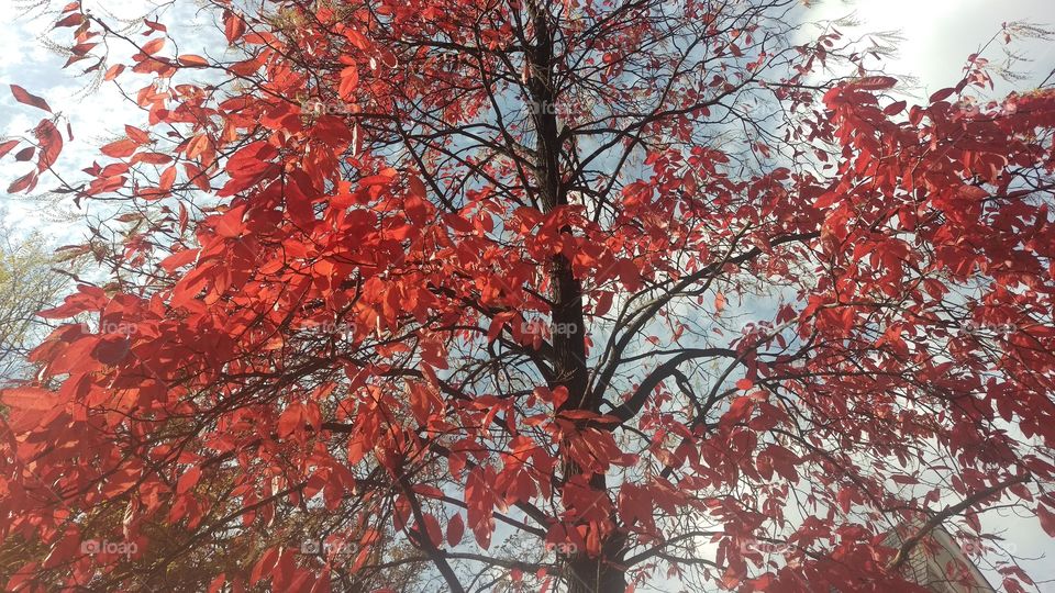 bright red tree