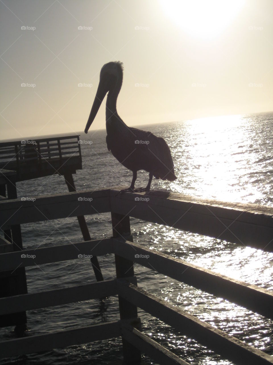 Bird at sunset. Bird's silhouette at sun set, perched on a peir with backdrop of ocean.