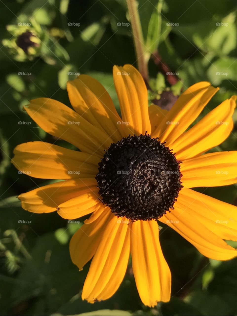 Beautiful flower growing at the medical campus