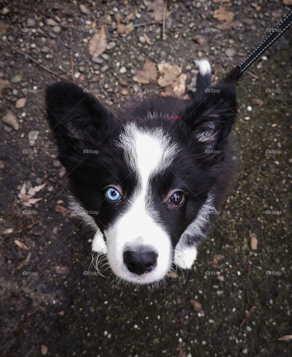 Blue and brown