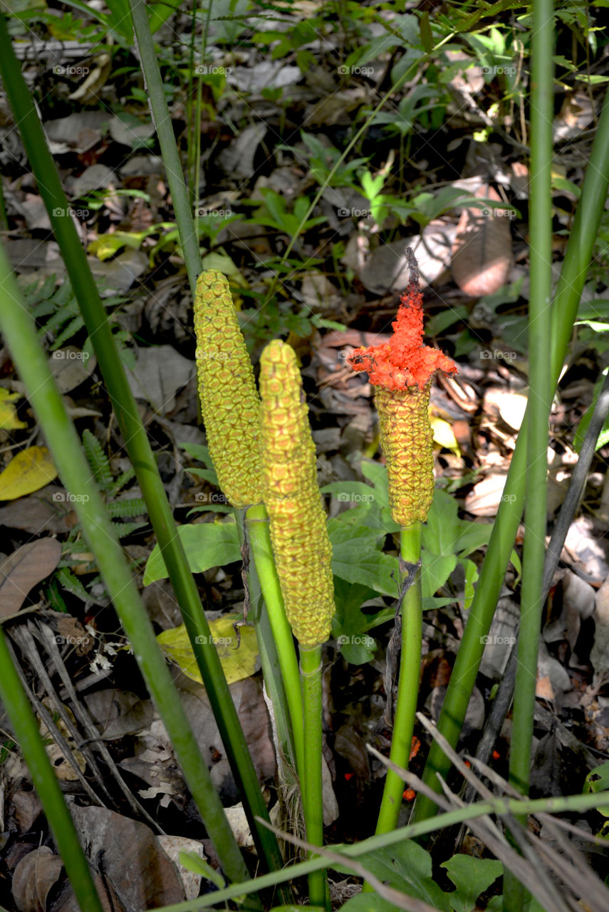 Vegetal bulb