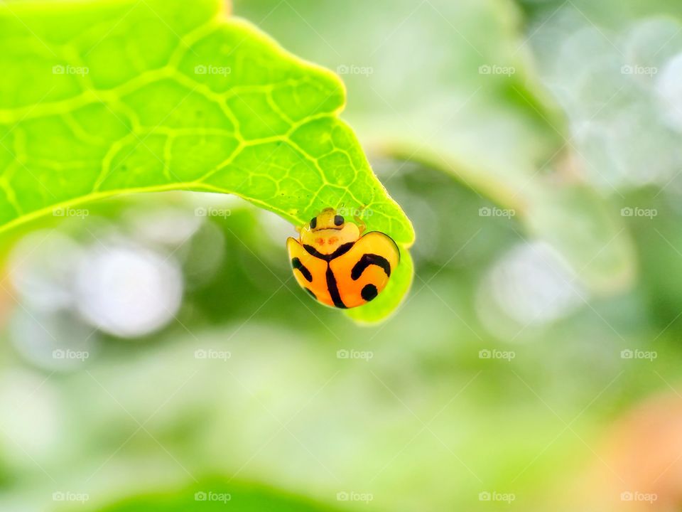 ladybug's moods of summer