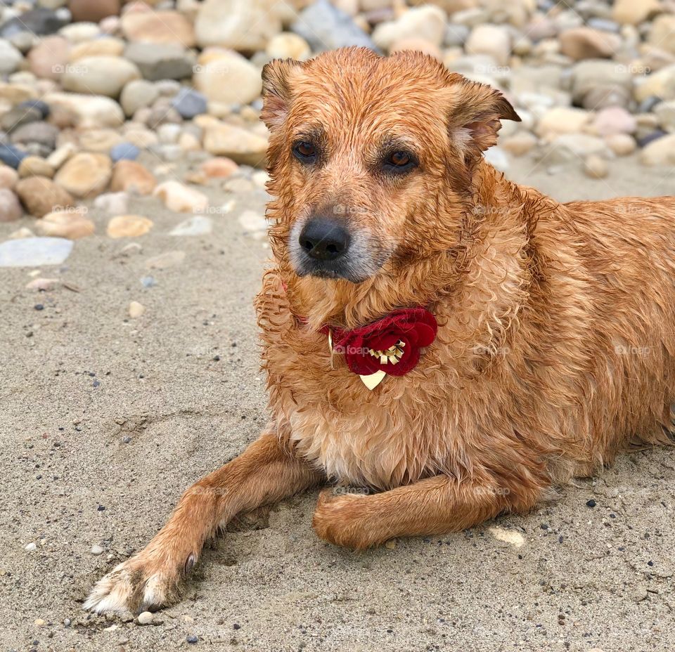 Wet dog from playing all day in the lake. Daytime fun. Dog laying on sandy beach with rocks behind. Big red collar. Relaxing border collie cross german sheppard 
