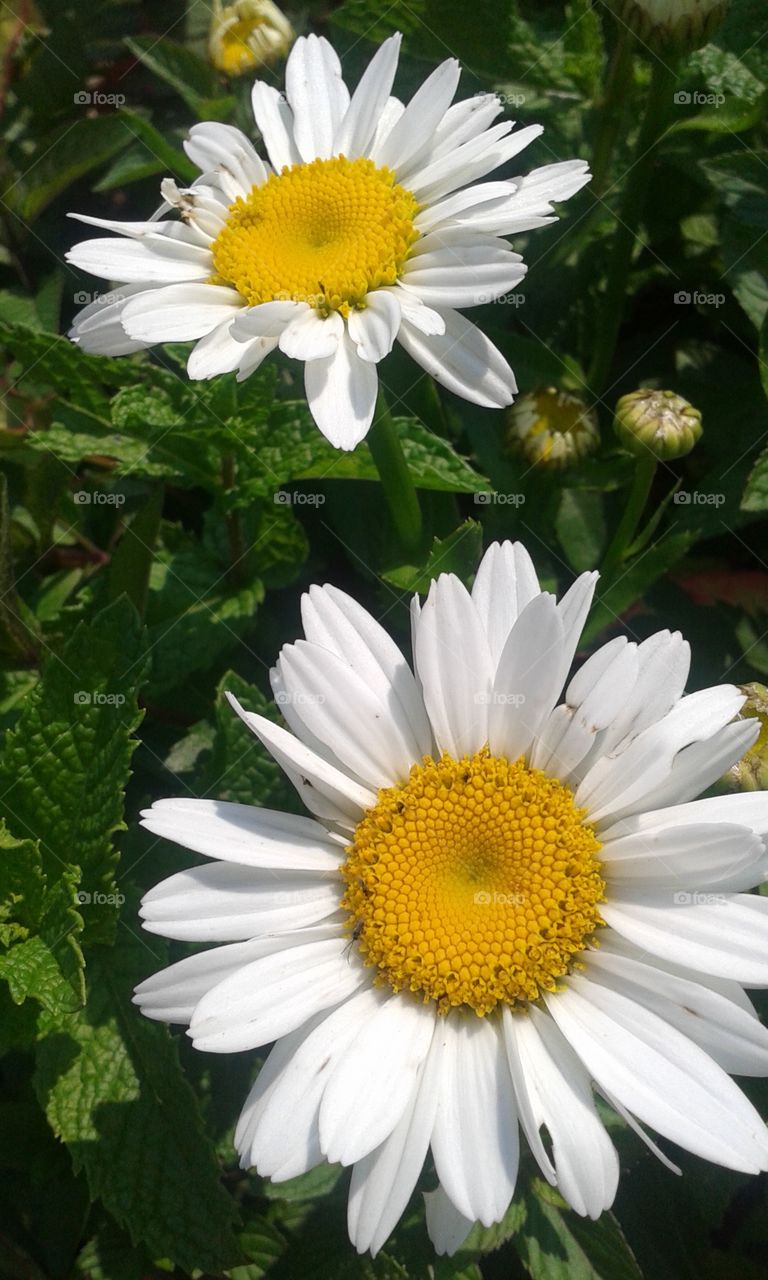 First Daisys. Finally blooming in front bed. Brilliant white against the foliage.