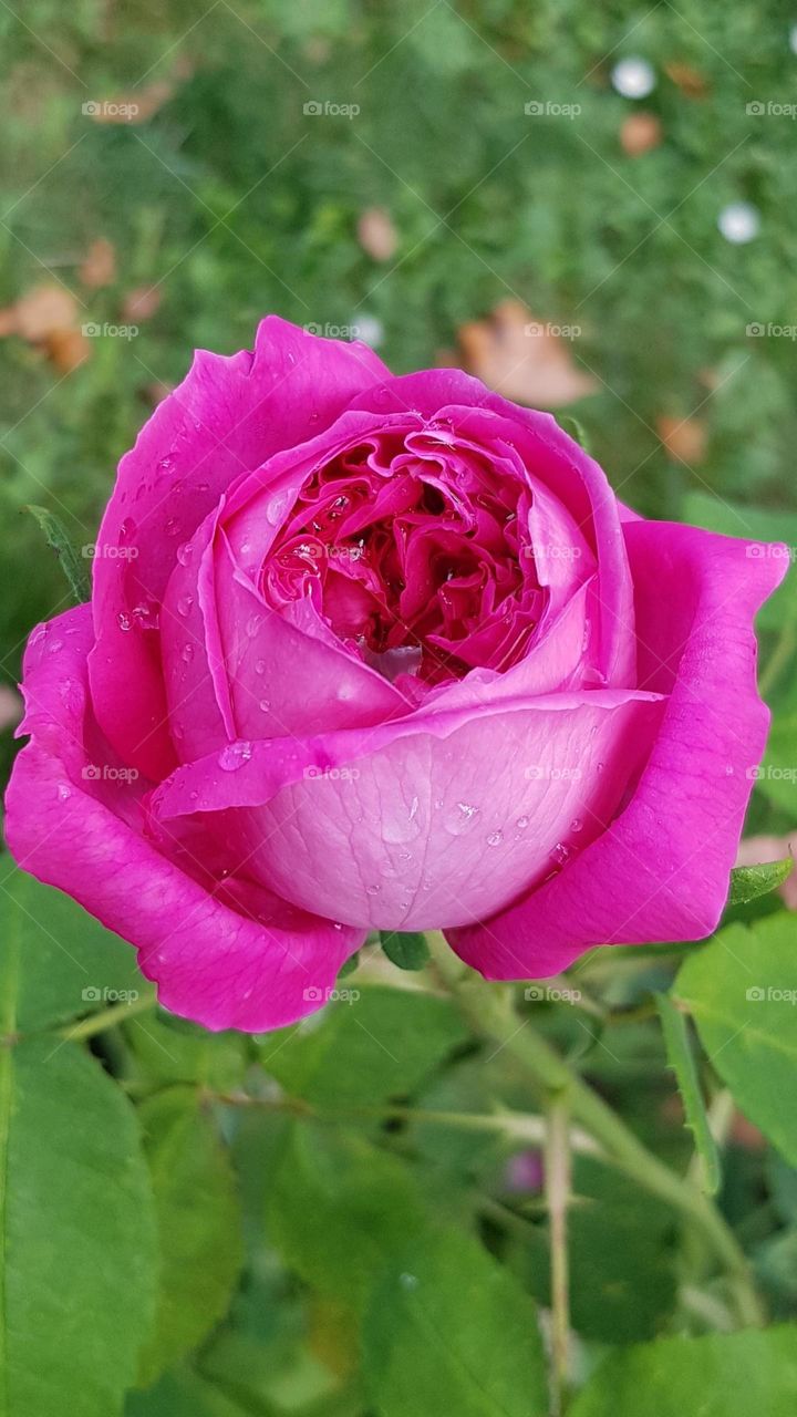 Rose spring dew