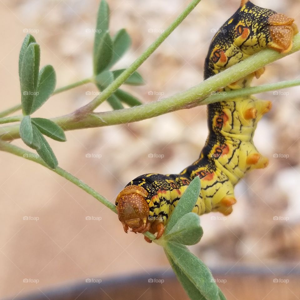 desert caterpillar