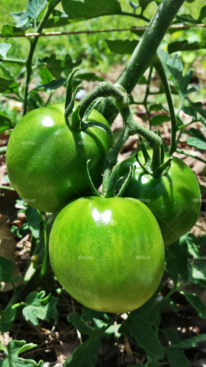 Green Tomatoes. In my garden