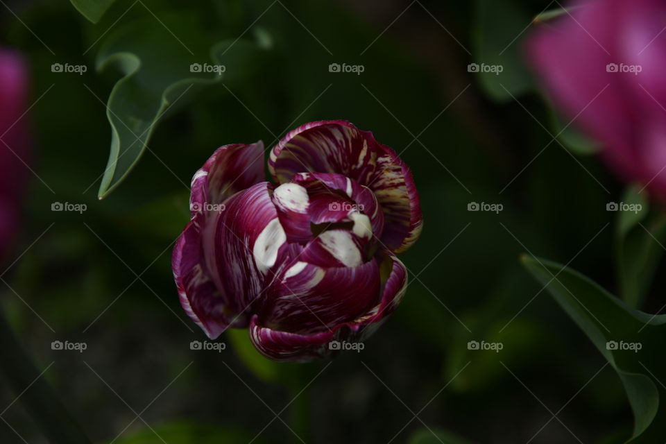 Jardín botánico, Madrid