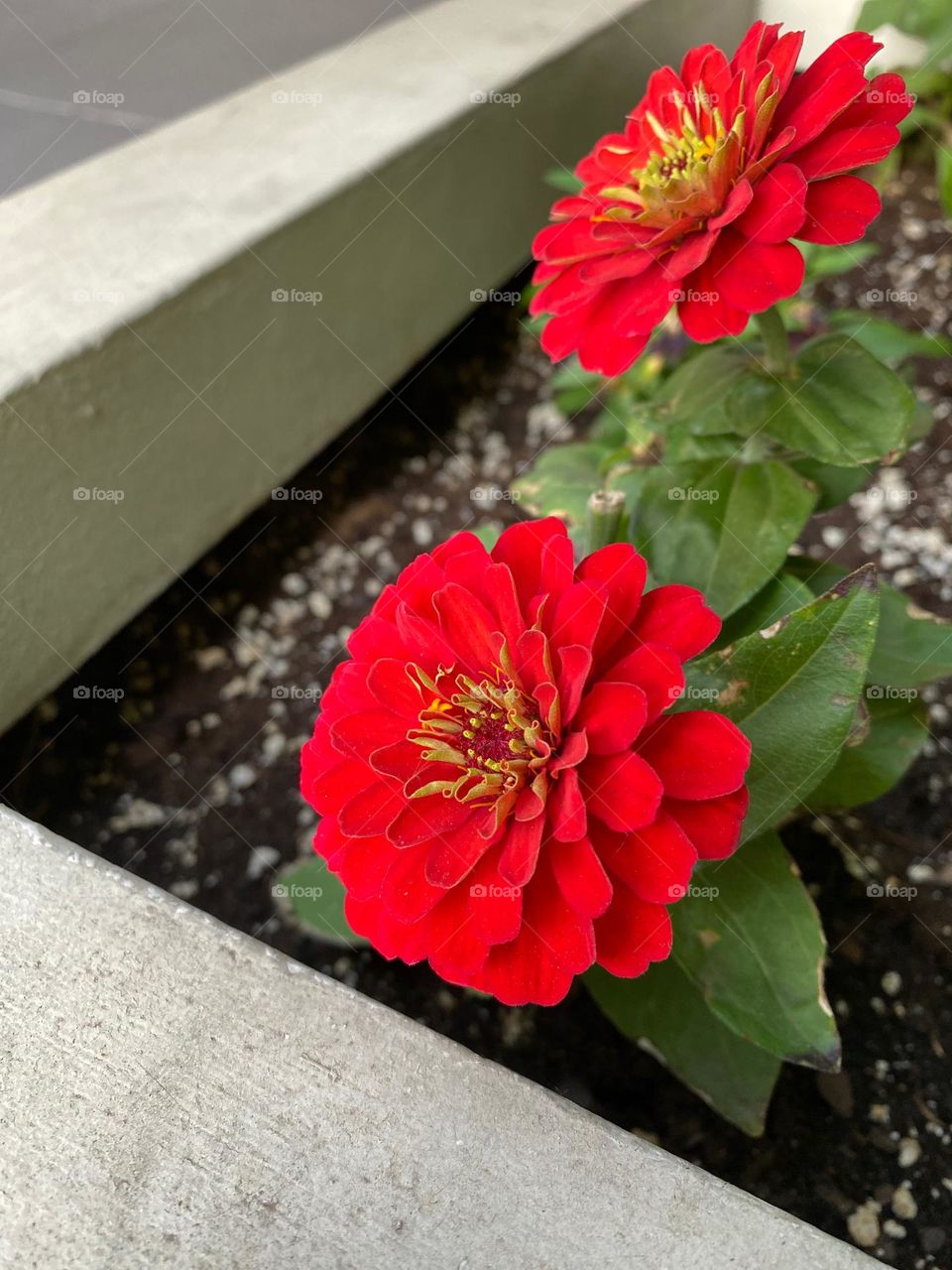 Two graceful flower blossoms of zinias in the garden.