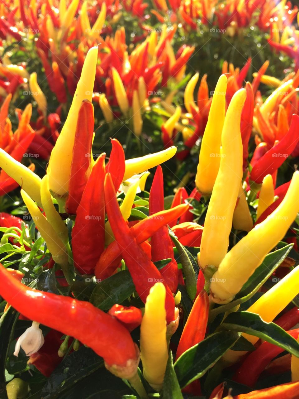 Ornamental Peppers. Red and yellow peppers