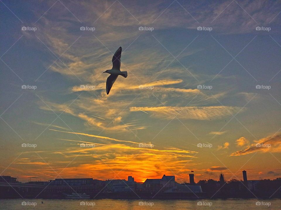 Sea Gull in the sun set