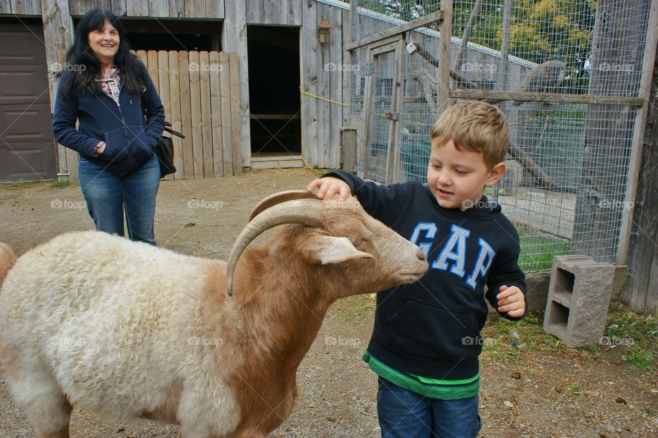 Cute boy touching sheep