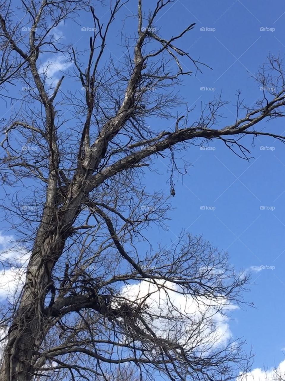 Lovely tree “holding” a cumulus cloud 