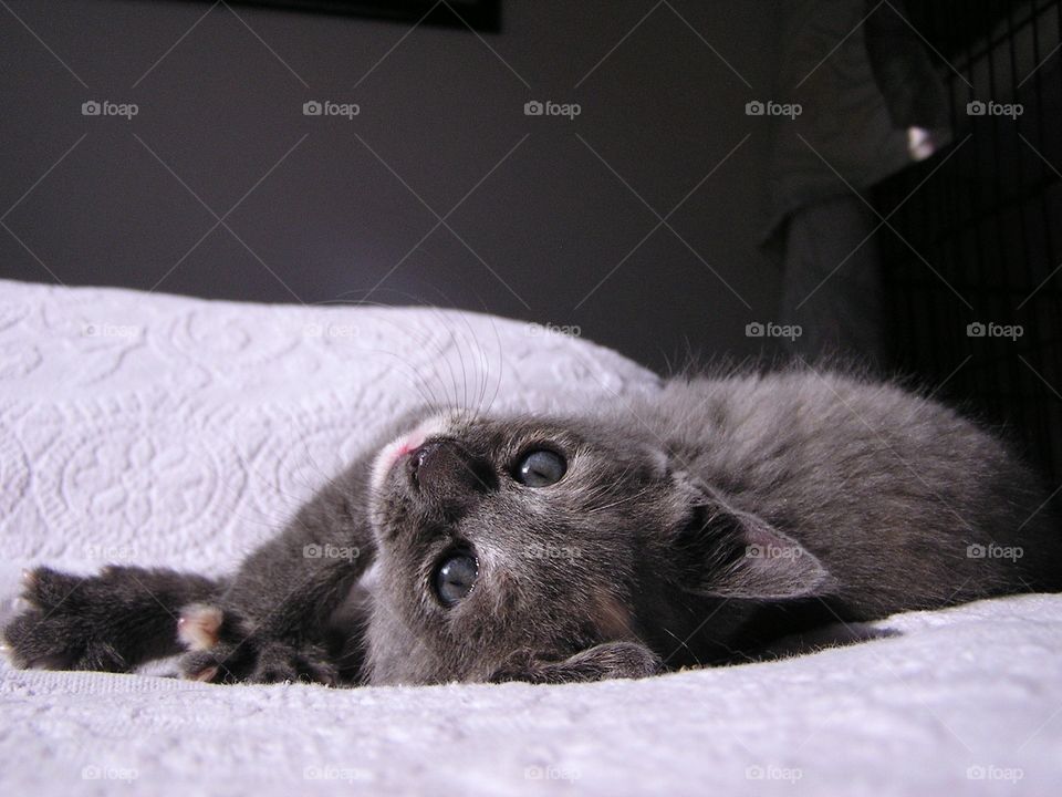 Dilute Tortoiseshell Kitten. Kitten waiting for adoption 