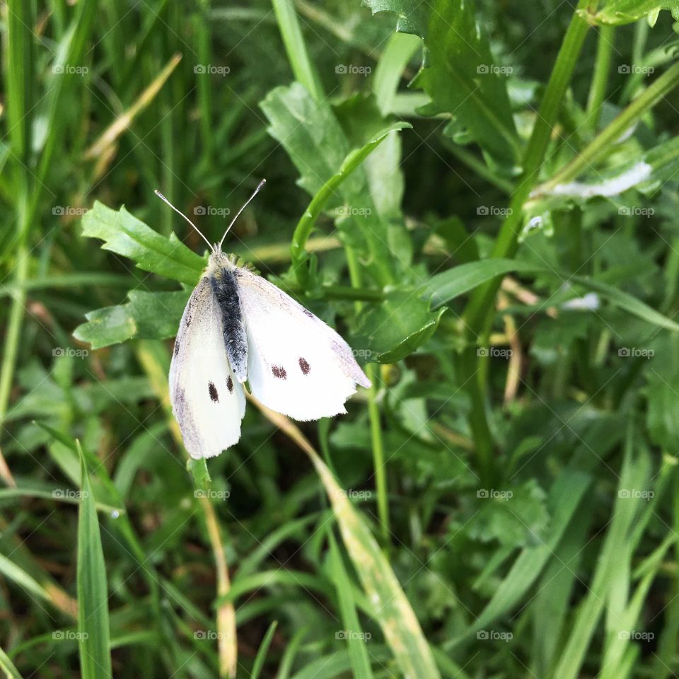 Spring spreading its wings