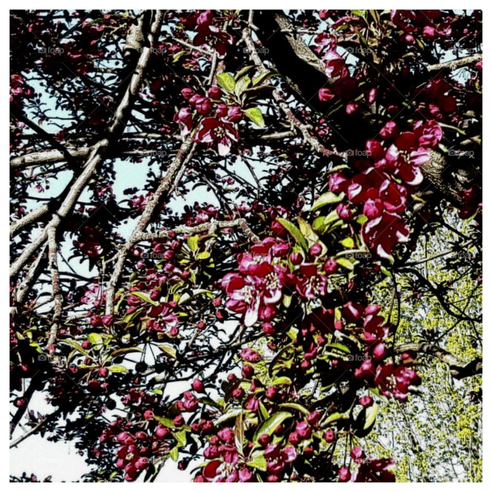 springing cherries