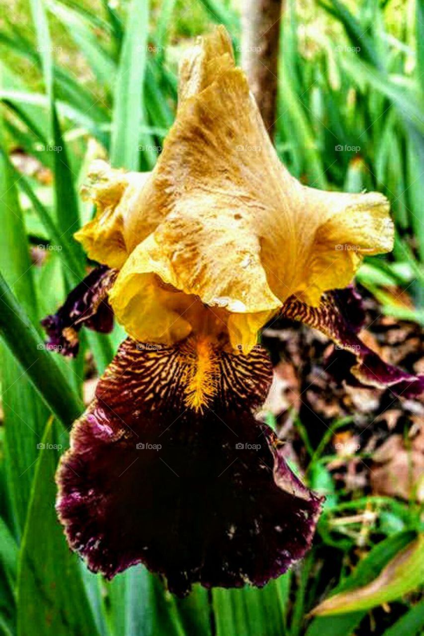 Irises galore