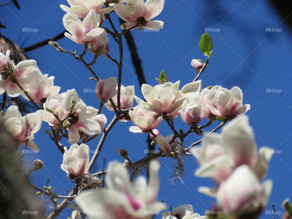 Japanese magnolia in bloom