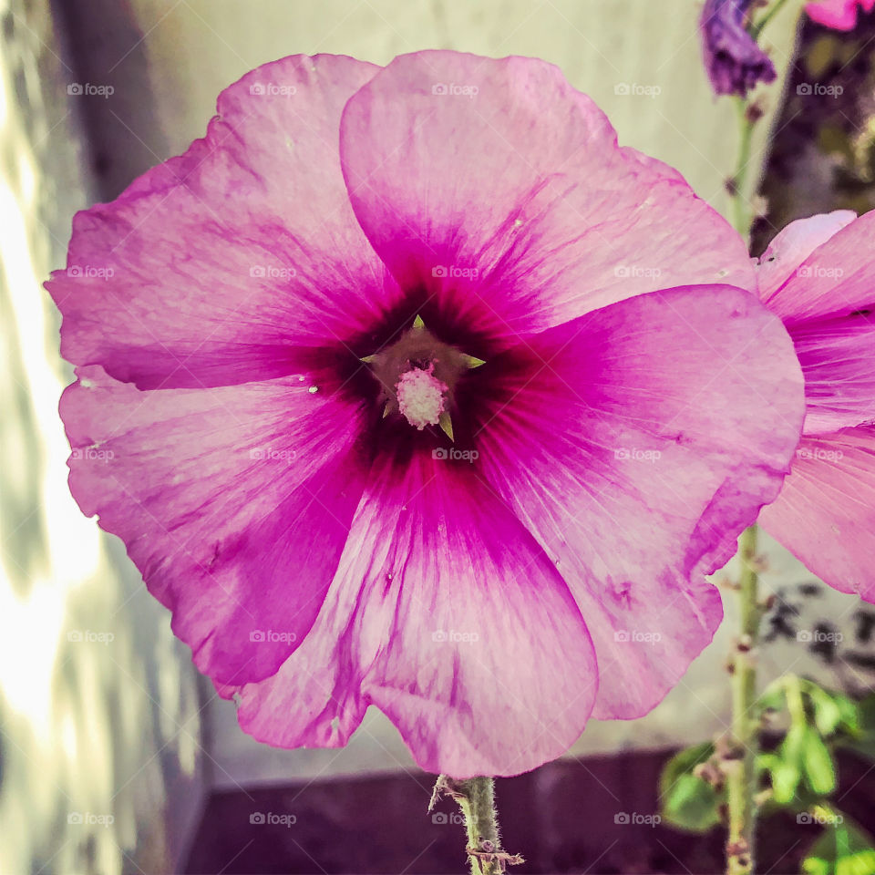 Pink hollyhock on a sunny day