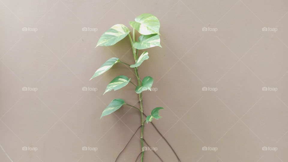 Ornamental plants vine on the walls of the house