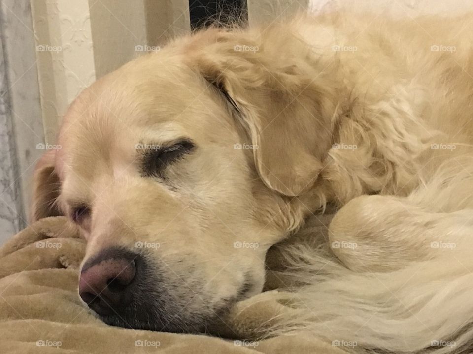 Dog, Canine, Pet, Mammal, Retriever