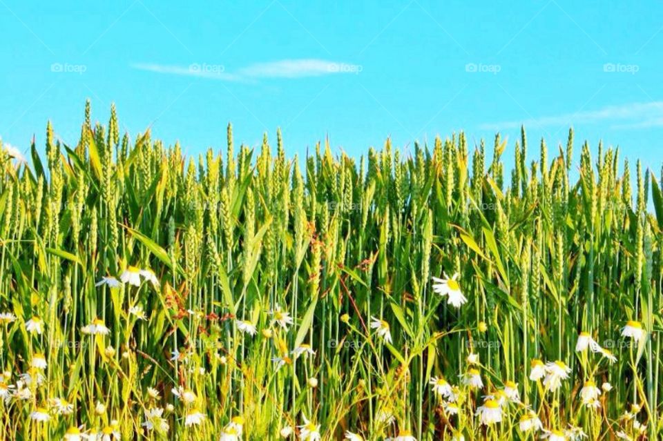 Summer field