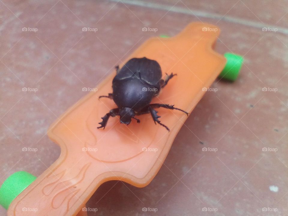 escarabajo encima de un monopatín