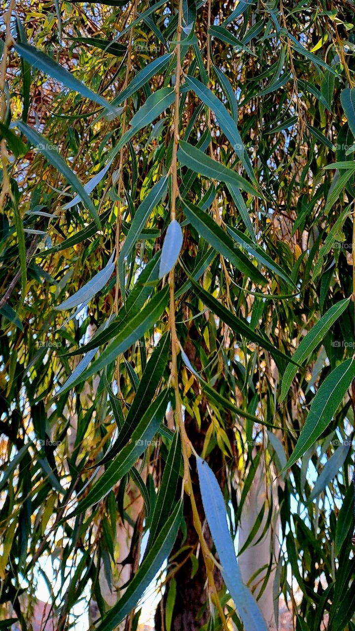 I saw the tree in my favorite park and I took a picture of its leaves