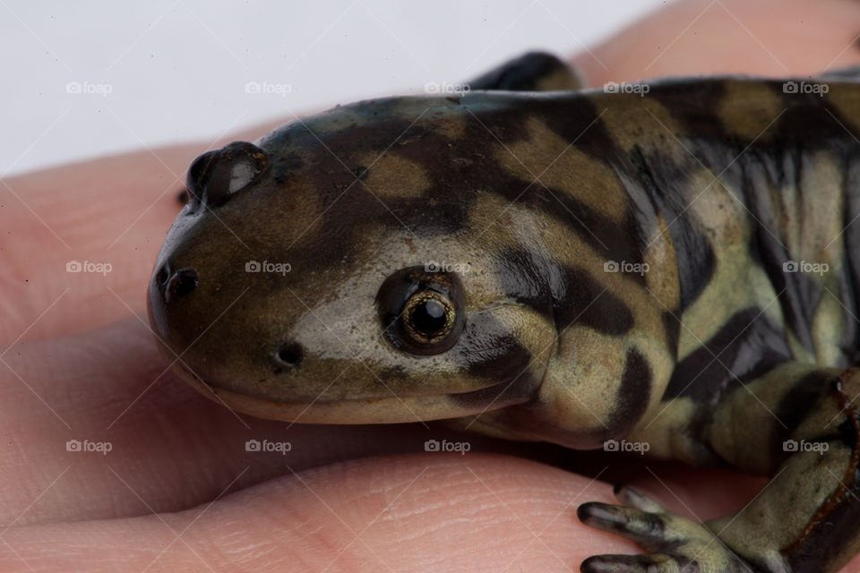 Tiger Salamander in hand.. This is a macro photograph of a Tiger Salamander in a hand.
