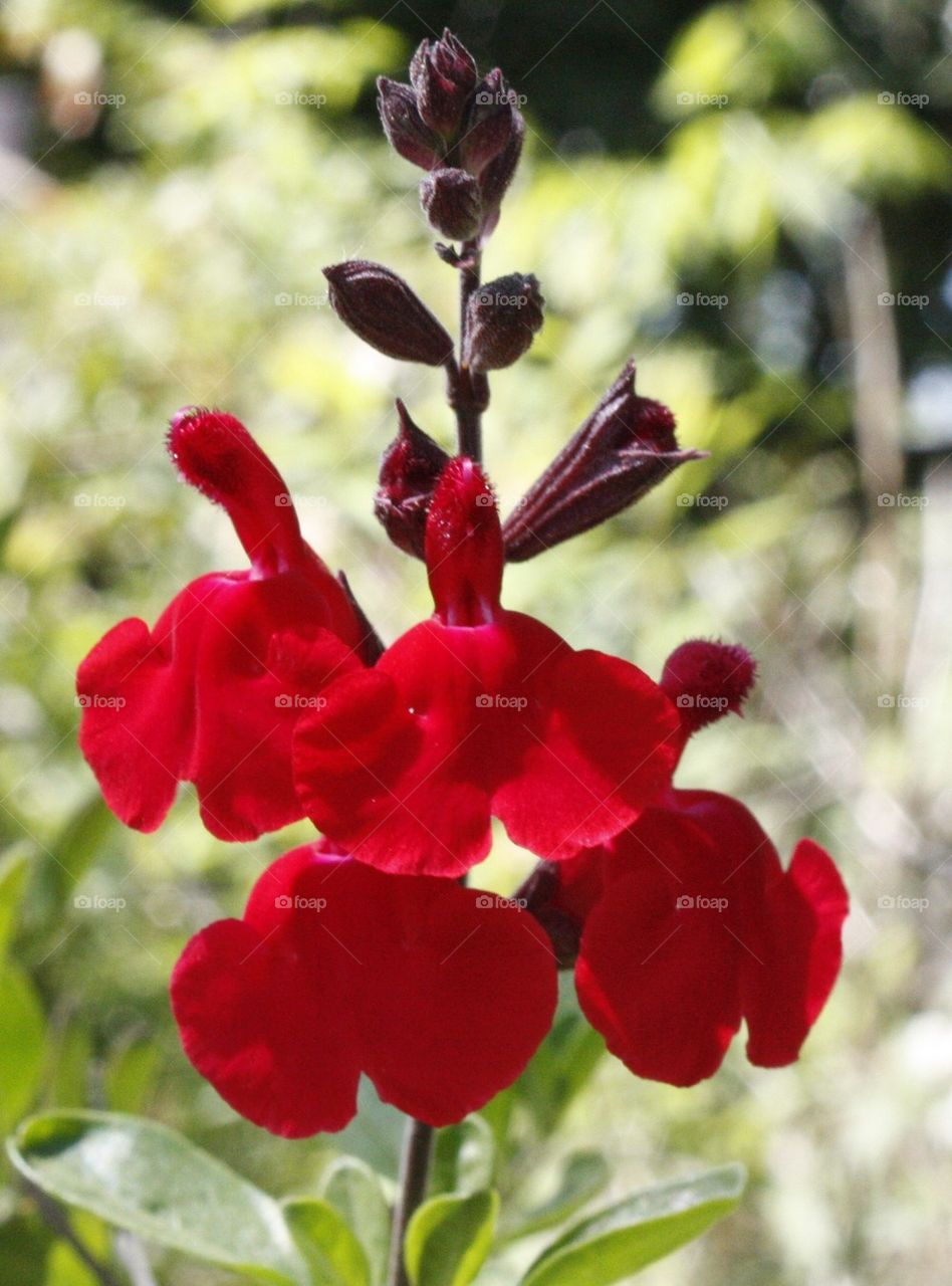  Red Salvia
